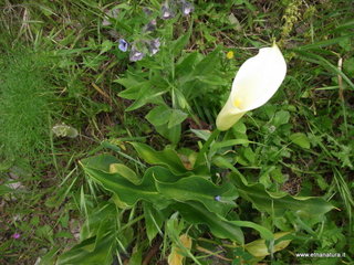 lla Calanna07-04-2013 09-11-08